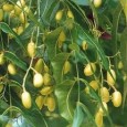 L’olio di Neem si ricava dalla spremitura a freddo dei semi di Azadirachta Indica, una pianta della famiglia delle Meliacee, e il suo è un impiego per la salute ormai conosciuto in tutto […]
