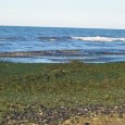 La Sacca di Goro, nel ferrarese, è invasa dalle alghe: ce ne sono così tante, da impedire addirittura la crescita dei molluschi. Ma il problema potrebbe diventare un’opportunità per la provincia […]